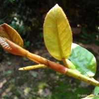 Ficus drupacea Thunb.